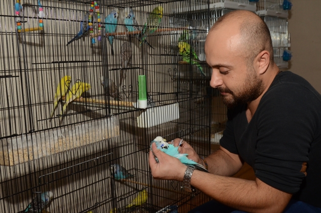 Evinin salonunda 60 muhabbet kuşu besliyor